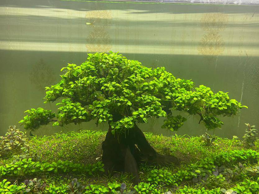 出迷你榕树-图1