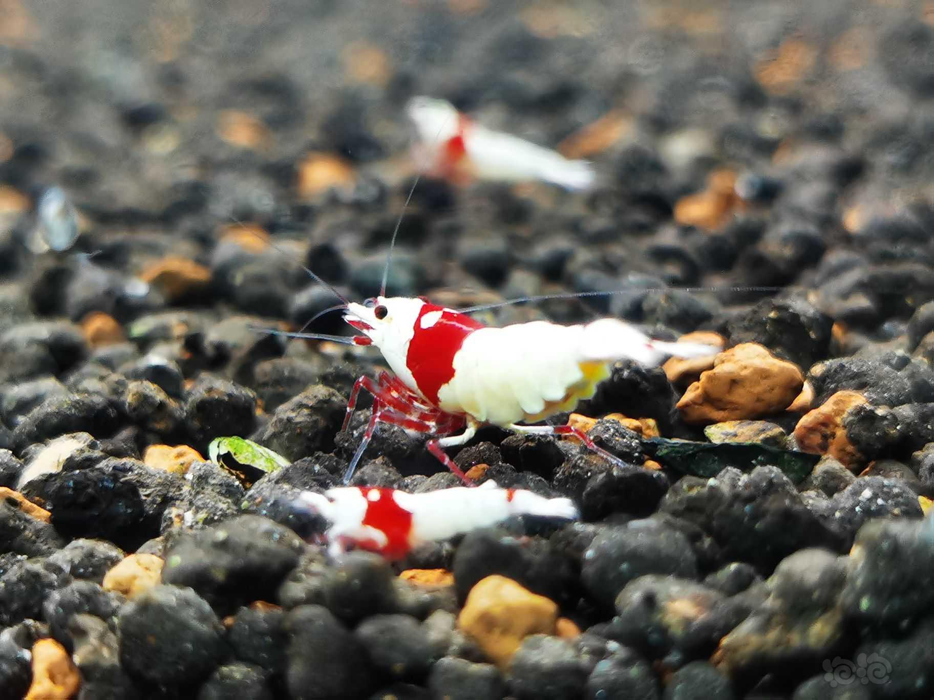 【虾】2021-12-04#RMB拍卖红白繁殖组一组-图1