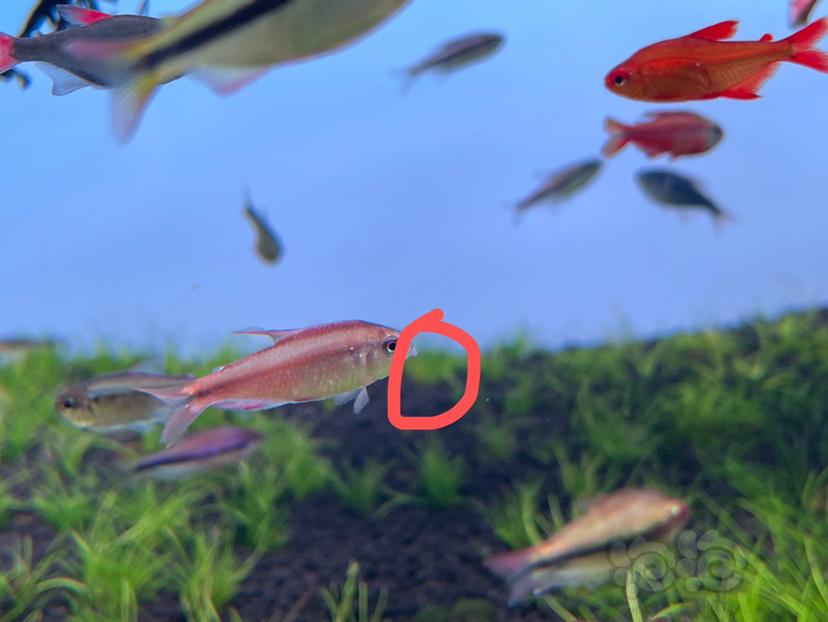 鱼身上有白点，鱼嘴上长了小水泡这是什么病？用什么药？-图2
