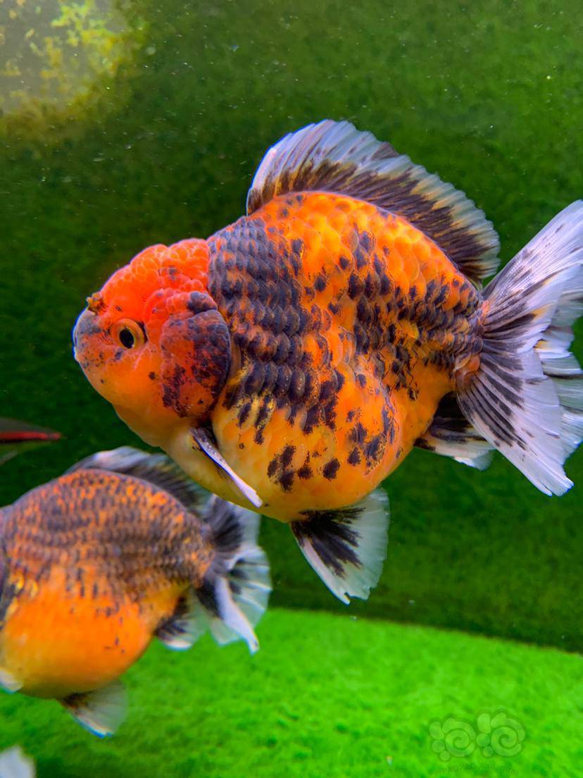 【晒图】国产将军