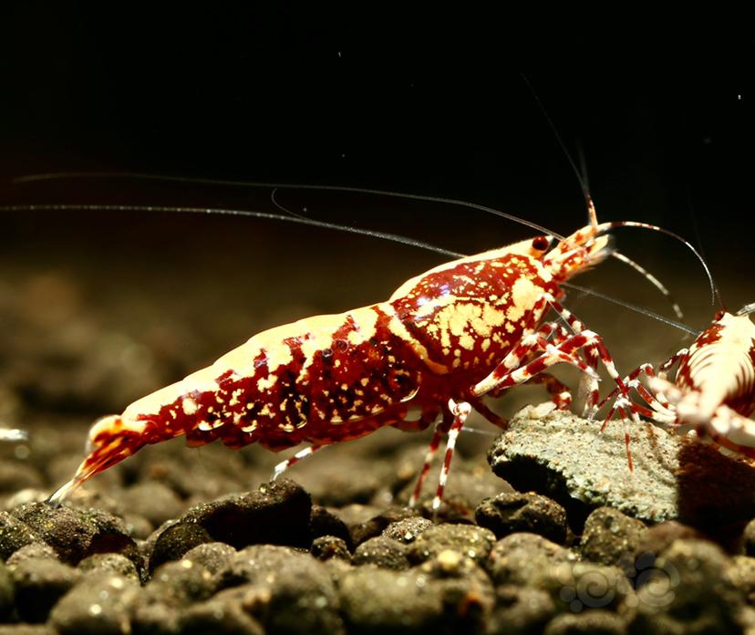 【虾】2021-12-13#RMB拍卖红银河细喷母虾1只-图5
