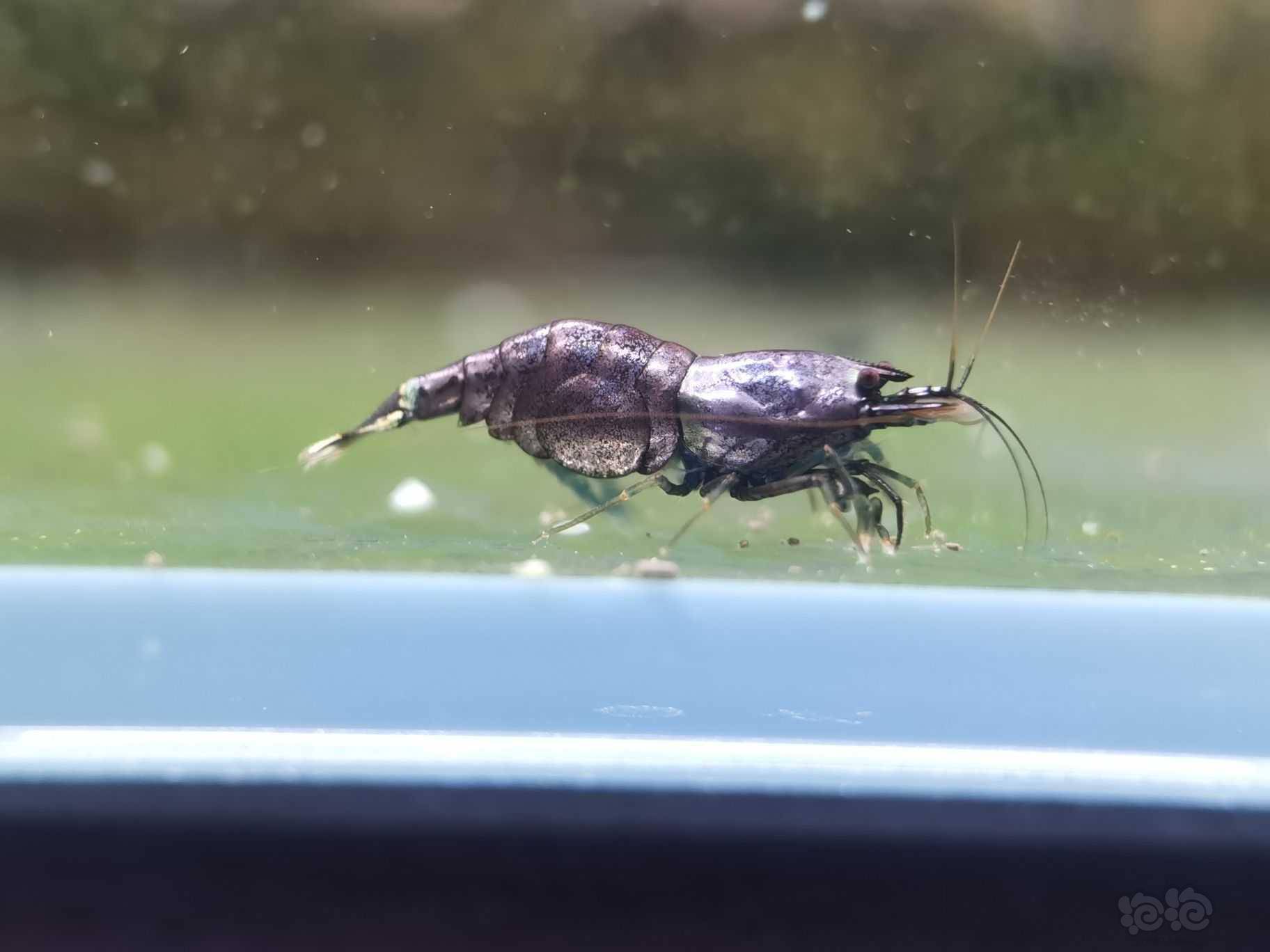 【虾螺】长期出售各类高品质水晶虾-图2