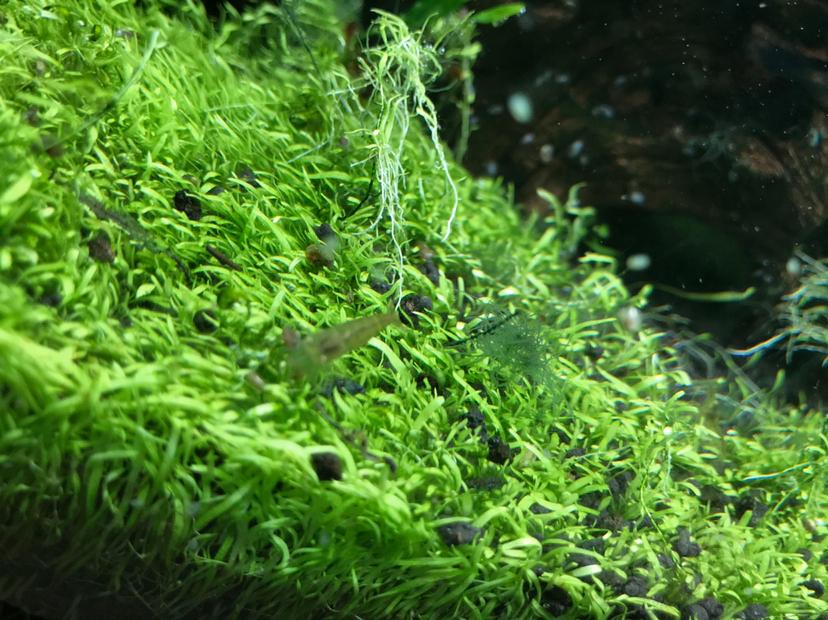 求教这是什么藻，下螺药的时候发现的，怎么治呢？-图2