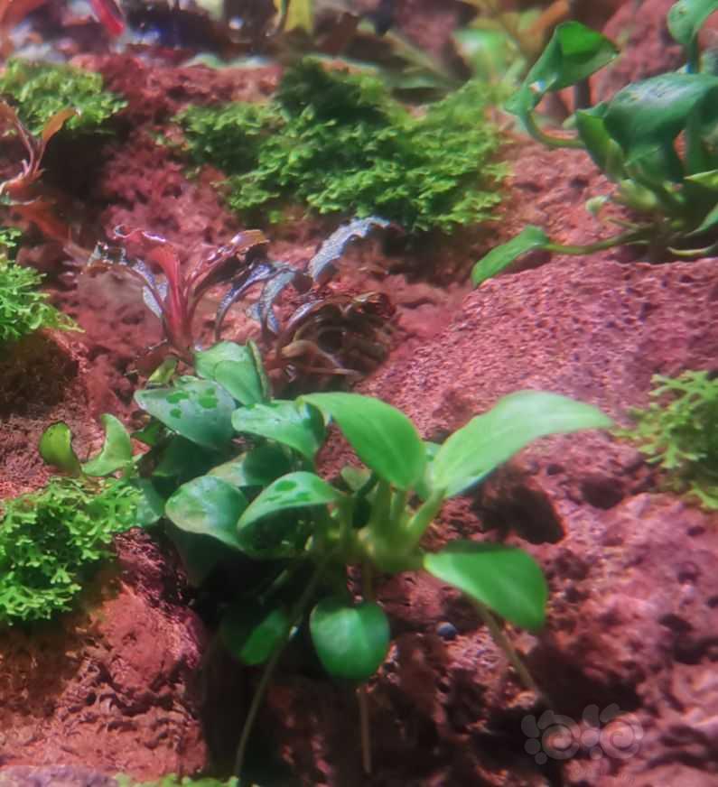 绿斑藻被蜜蜂角螺解决！-图1