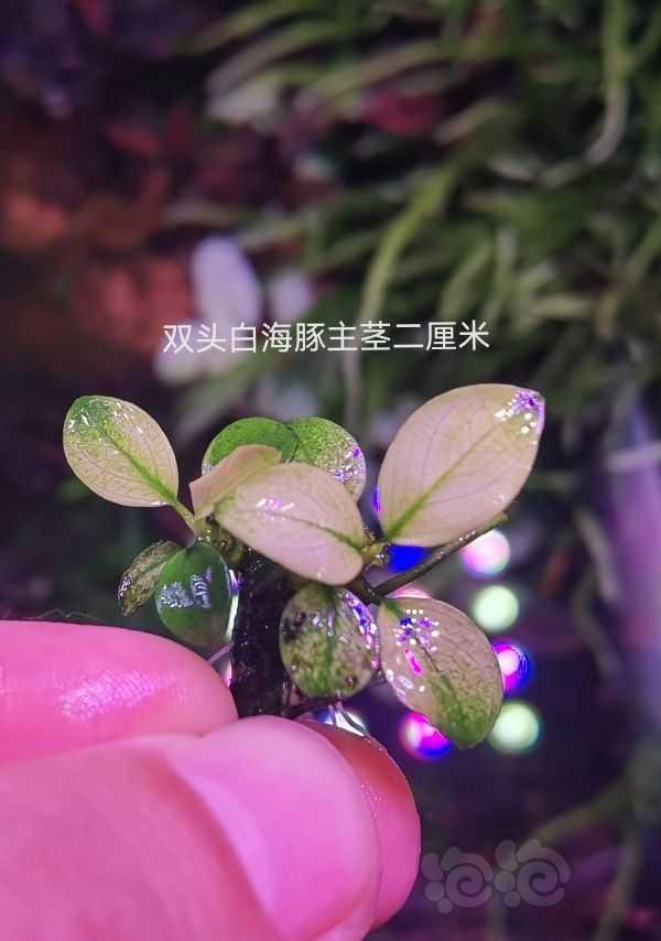【辣椒榕】上海白海豚K5平托Chilli各种辣椒清缸-图5