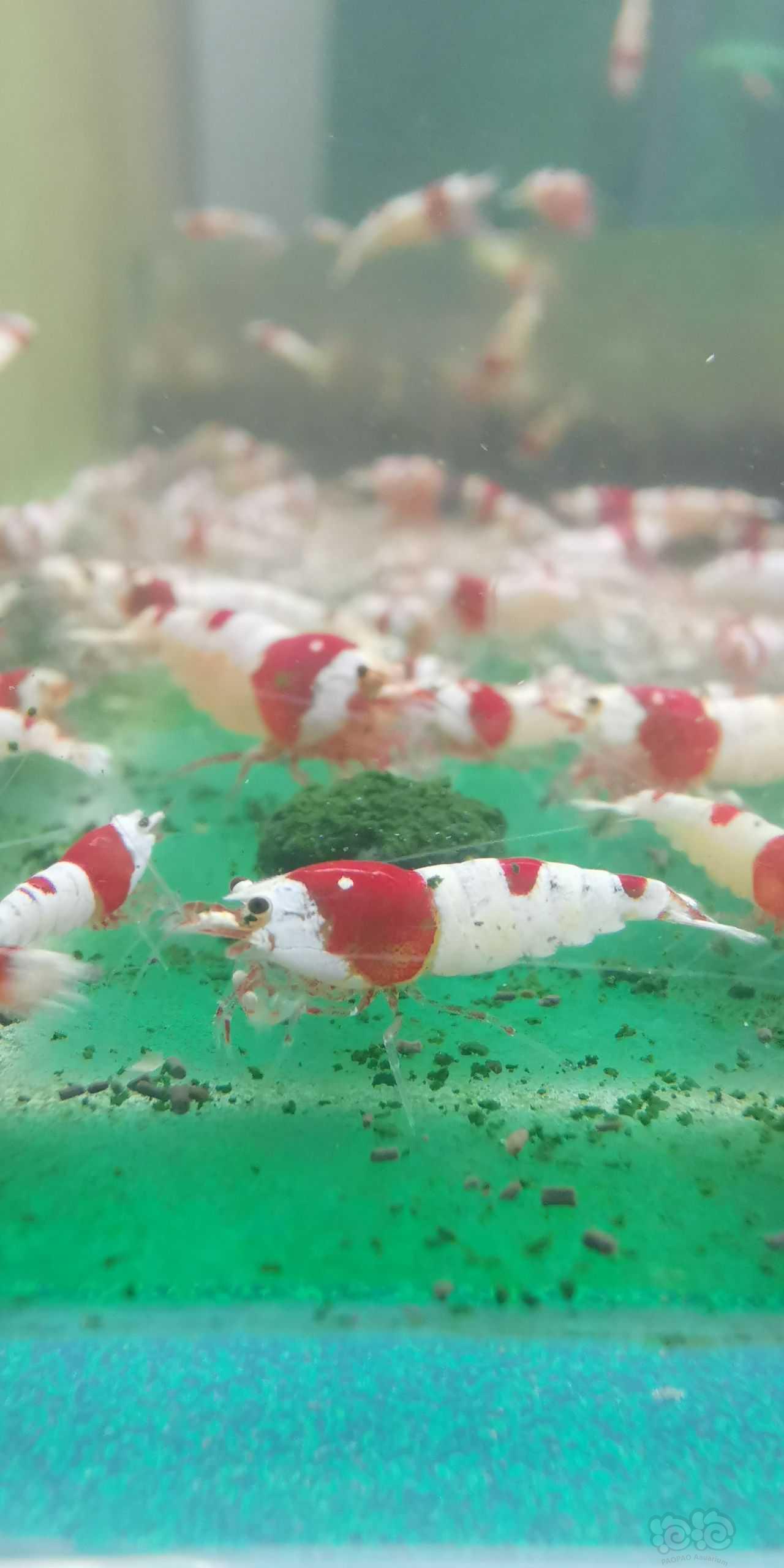 水晶虾爱吃的饲料-图3