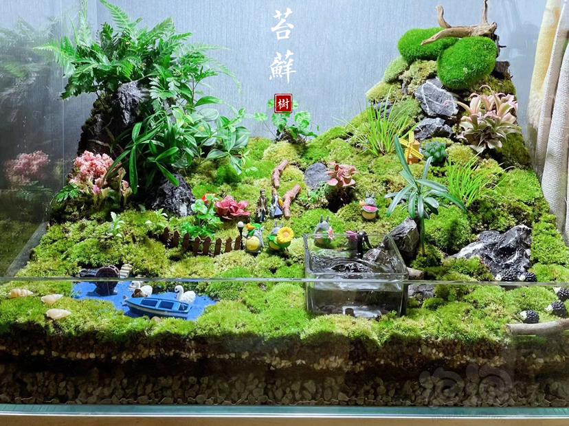 【苔藓】乌龟的大别墅一一苔藓缸-图1