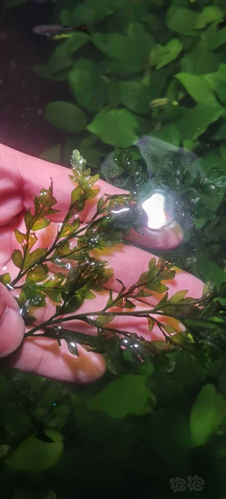 请教黑木蕨为什么养不出别人那种翠绿色  我养的都发黑-图1