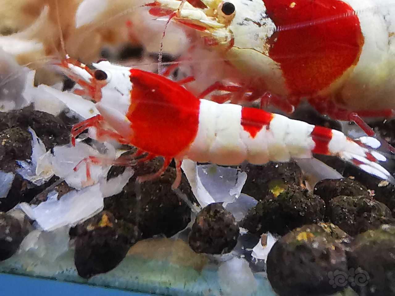 【虾】2021-12-14#RMB拍卖极品红白丸禁一组8只送2只-图7