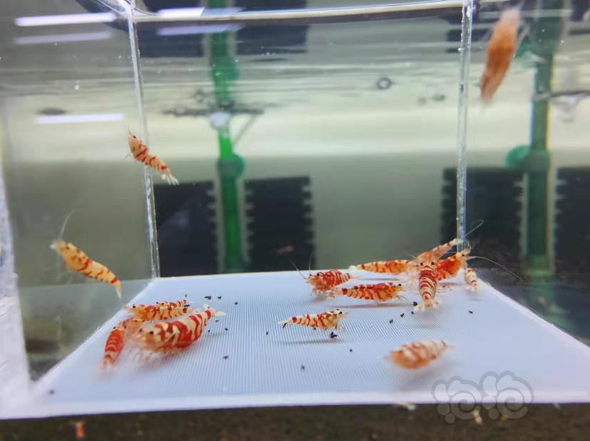 【虾】2021-12-08RMB拍卖红花虎20只-图2
