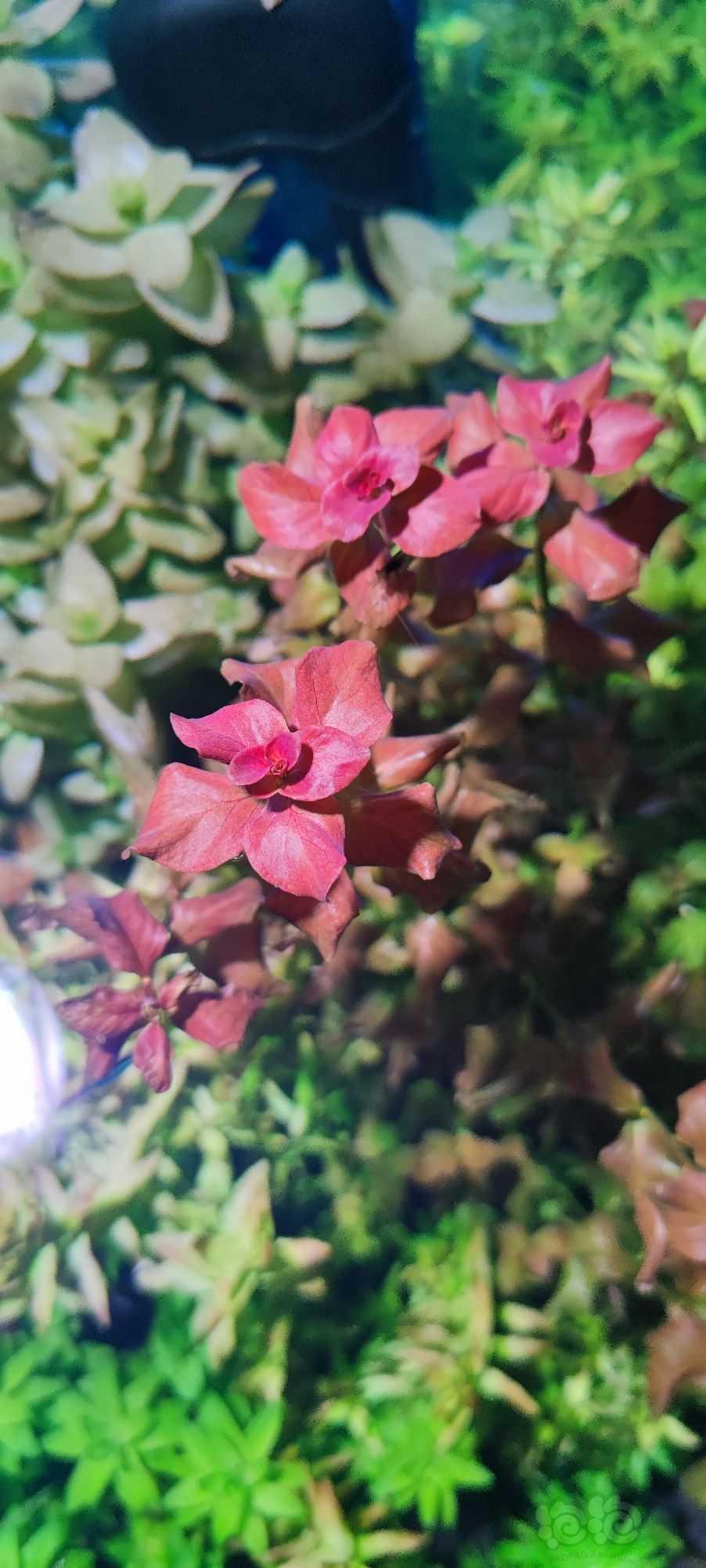 这个叫红蝴蝶吗？，水上叶是什么形态，-图2