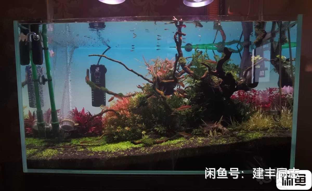 上海地区 草缸设备出售 或者可换海缸或者海水设备-图1