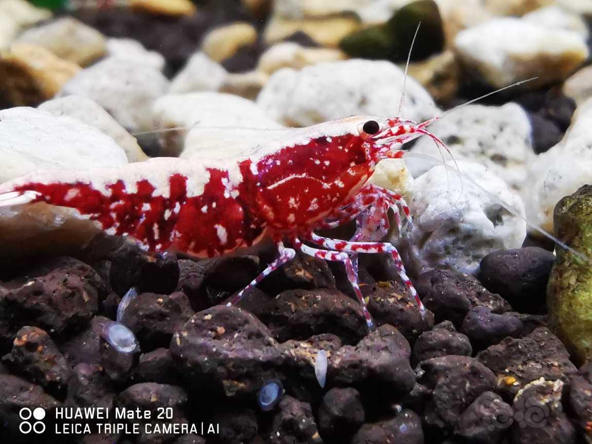 【虾】2021-12-20RMB拍卖#红银河星钻水晶虾母虾2只-图1