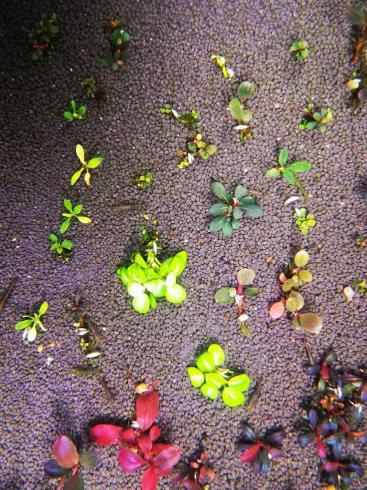 防藻，抗藻-圖4