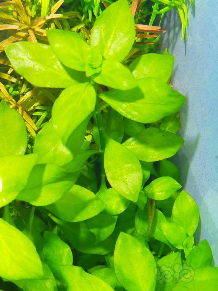 出打头叉柱花日本箦藻自己养的水下叶-图6