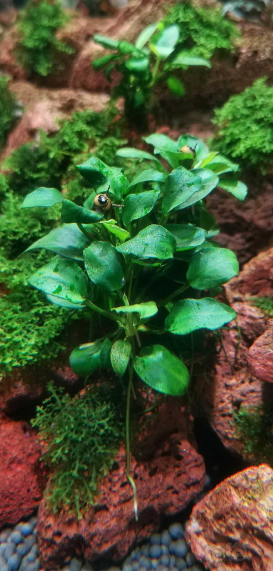 绿斑藻被蜜蜂角螺解决！-图2