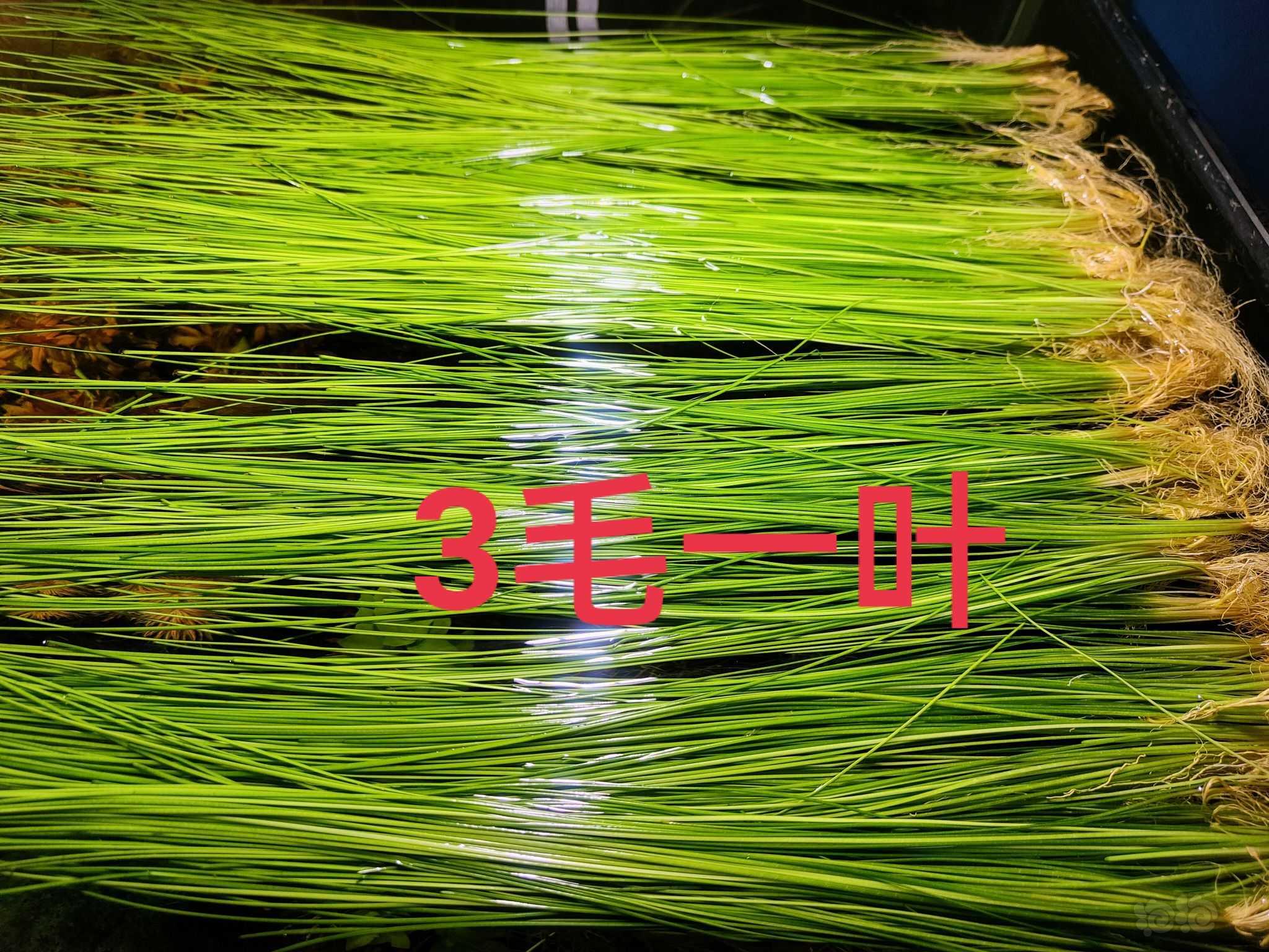 长红箦藻，大莎草，打头草-图5