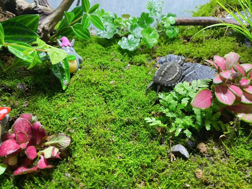 【苔藓】乌龟的大别墅一一苔藓缸-图4