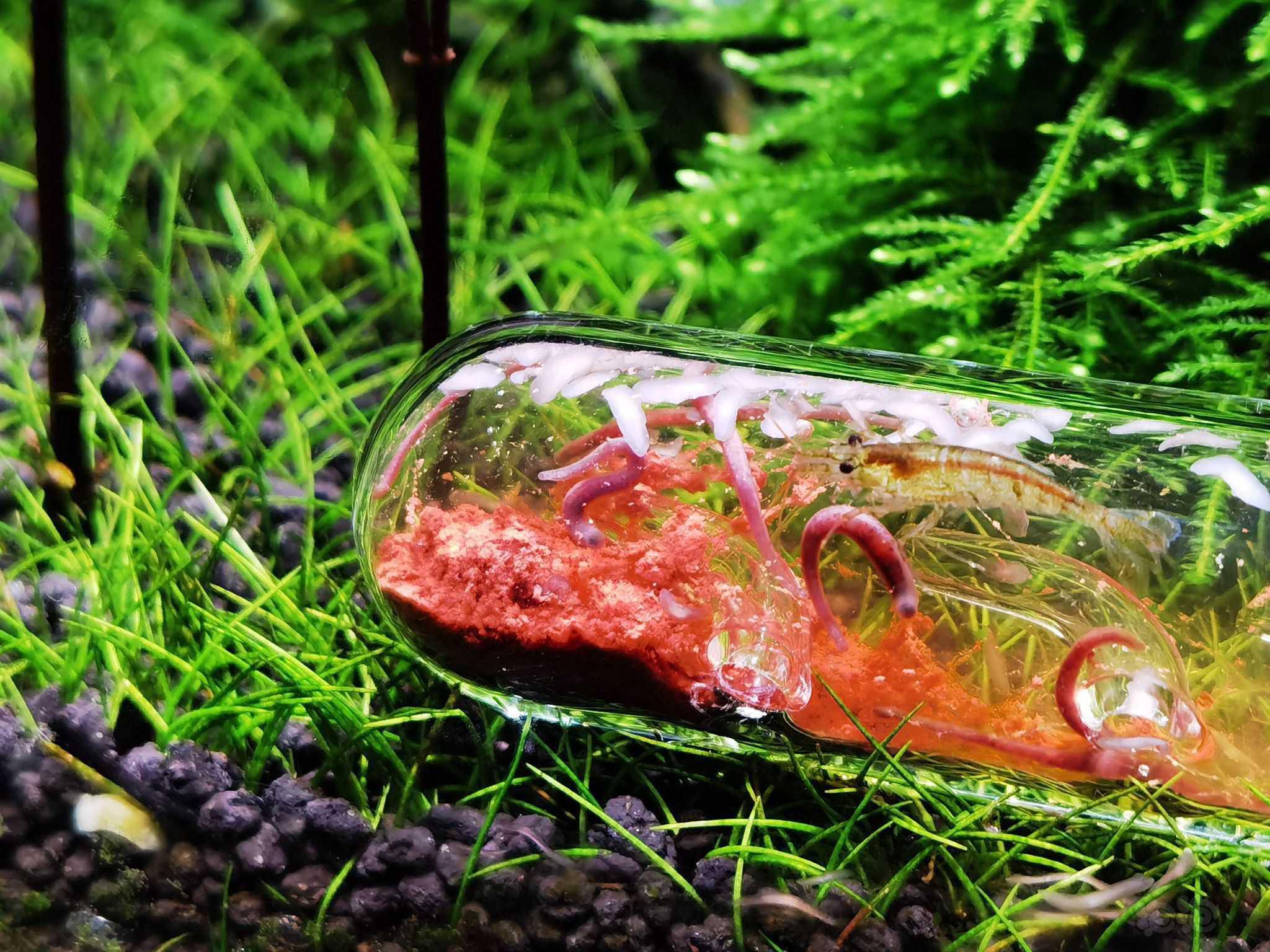 聊聊草缸的涡虫治理