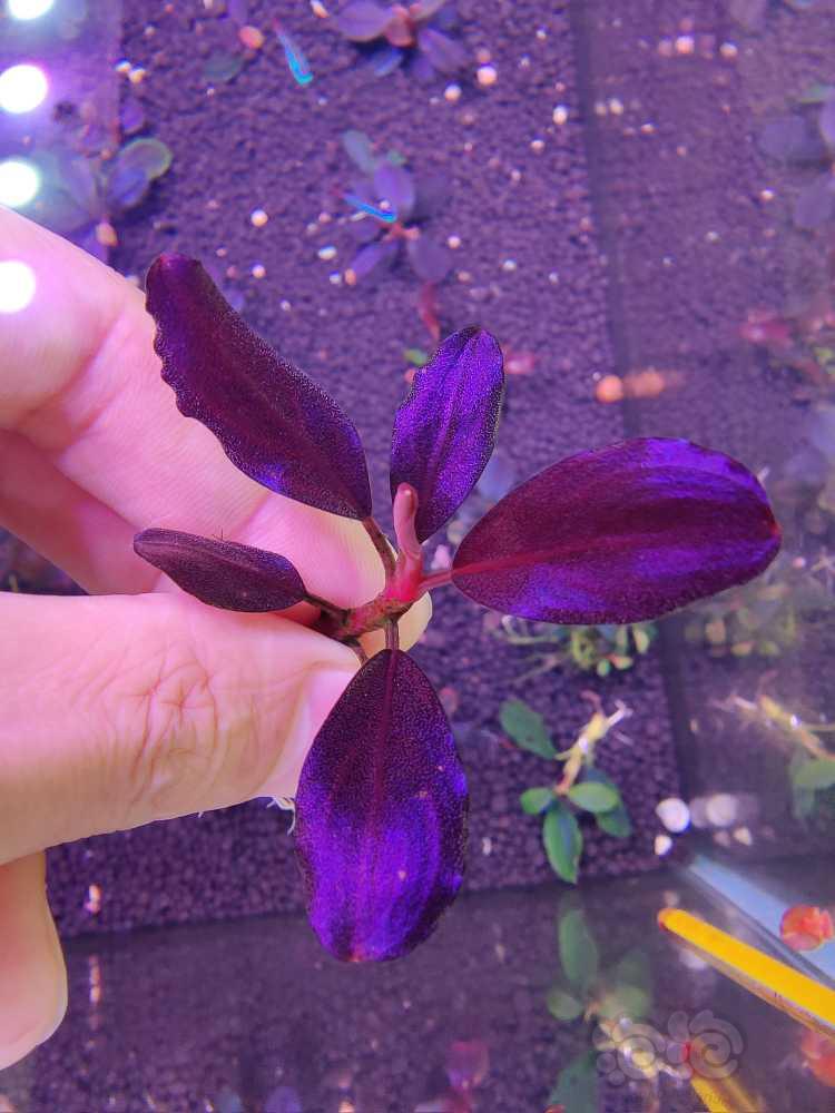 紫蜻蜓-图2