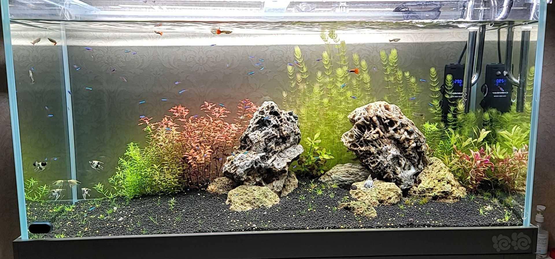 河北地区出金鱼藻 泡泡水族 河北地区出金鱼藻 泡泡水族