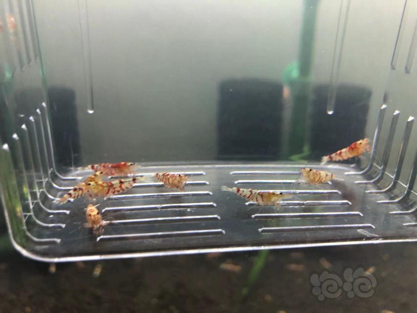 【虾】2021-12-12#RMB 拍卖#太极红花虎繁殖组一份-图3