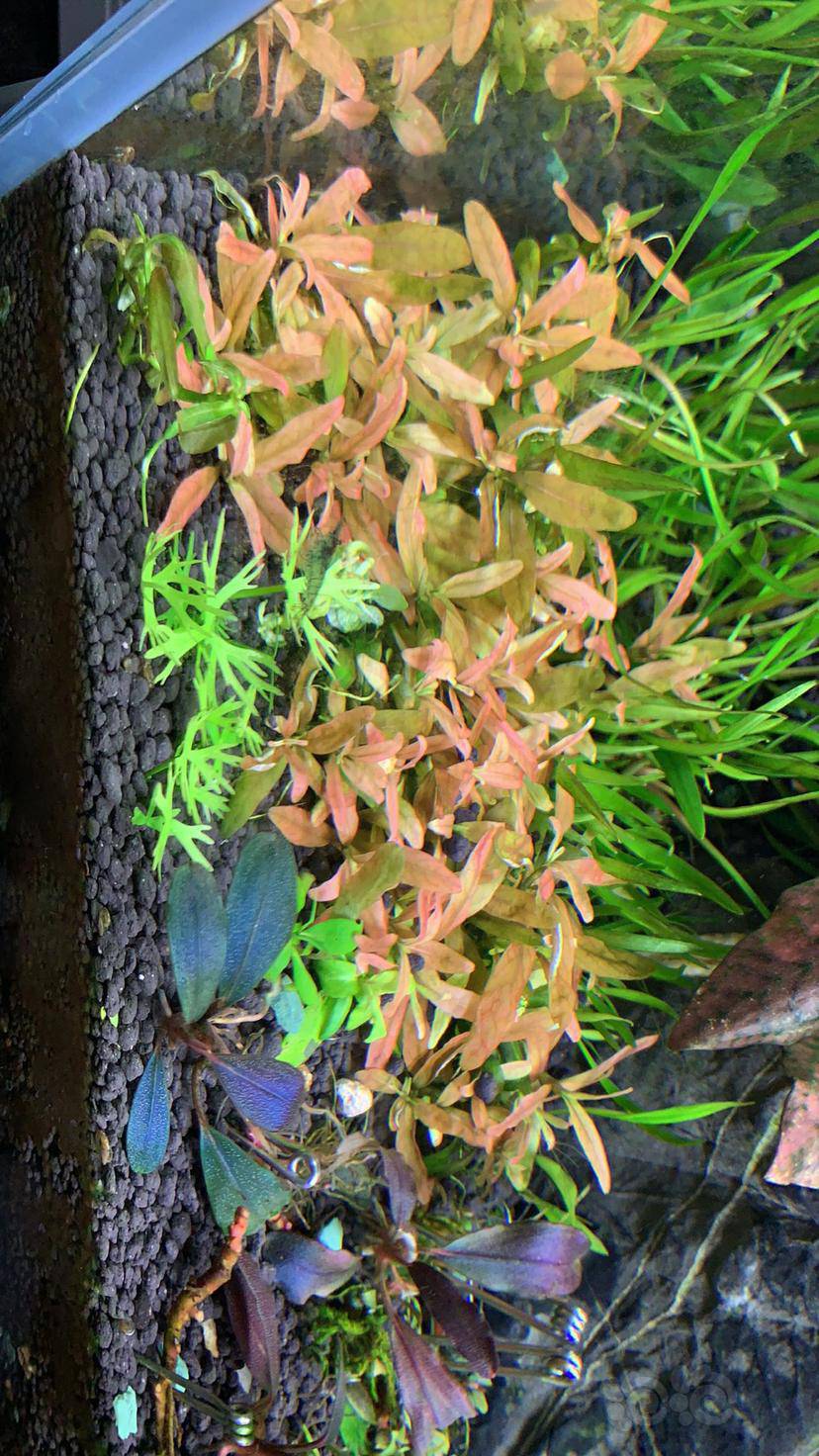 矮生叉柱花也叫粉红叉柱花种源ada便宜出了