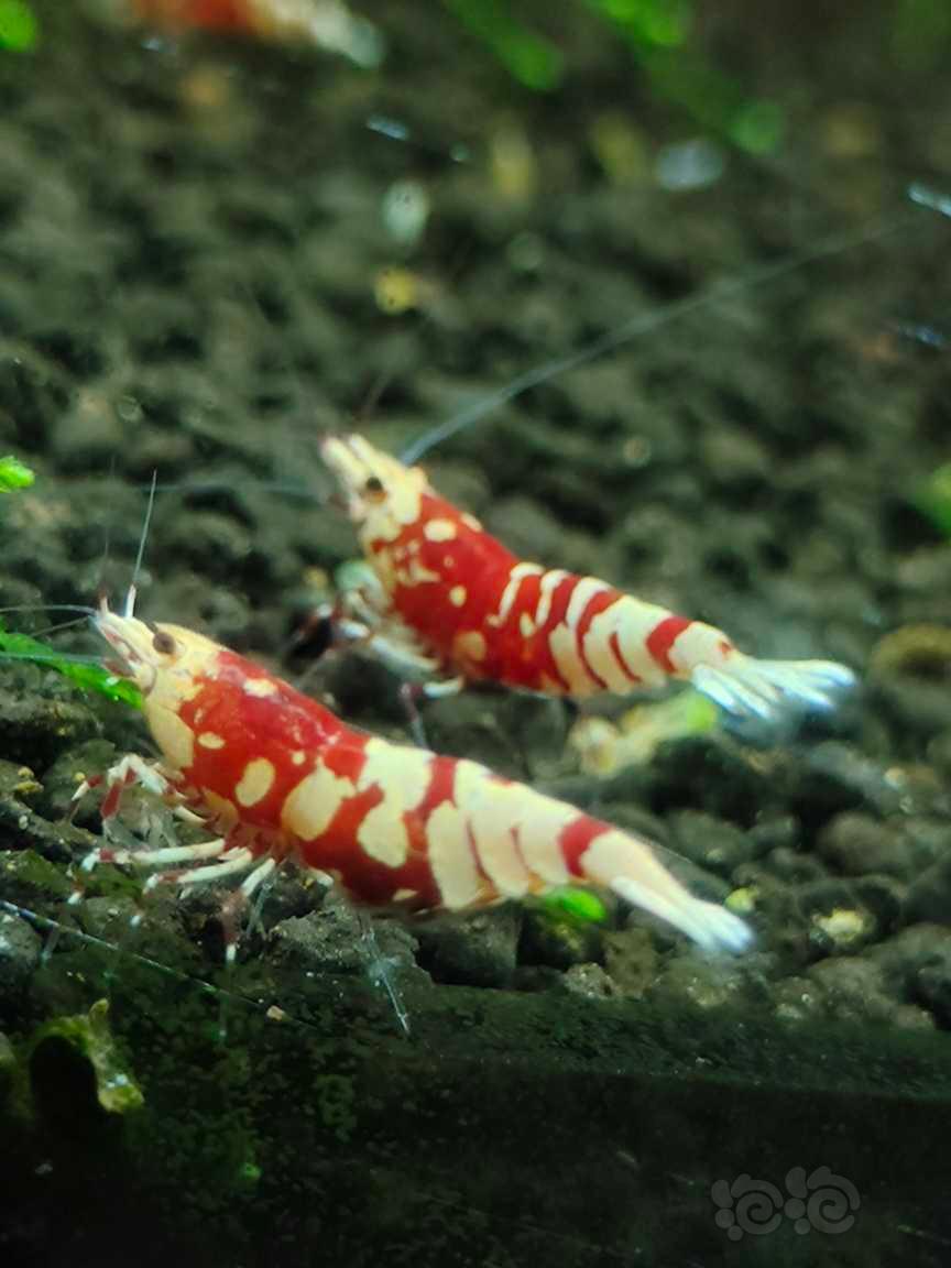 【水晶虾】红花虎-图1