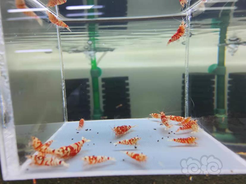 【虾】2021-12-08RMB拍卖红花虎20只-图3