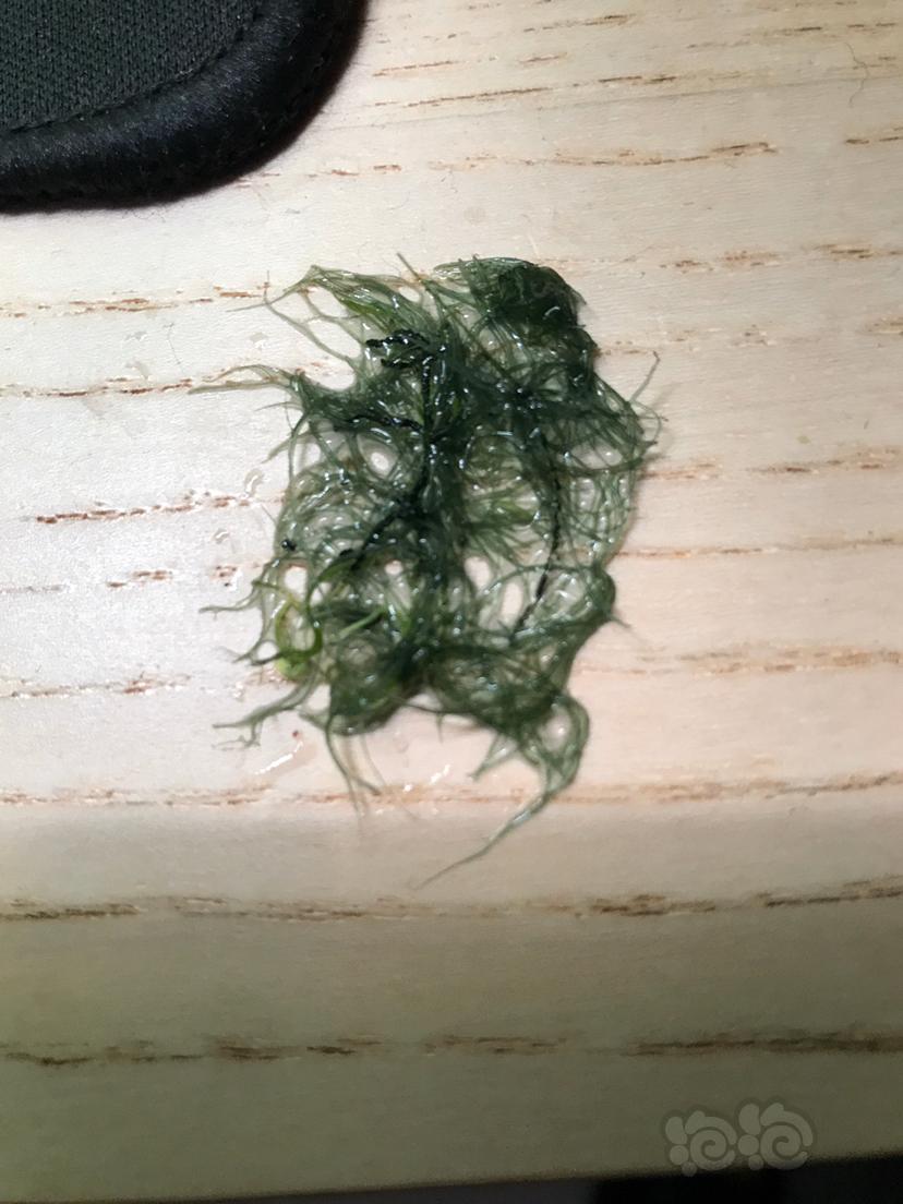 求教这是什么藻，下螺药的时候发现的，怎么治呢？-图4