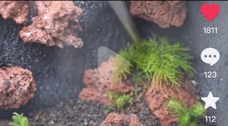 【苔藓】求视频中用了哪些植物-图2