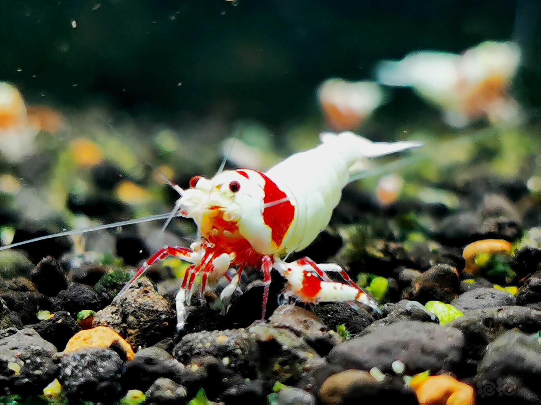 【虾】2021-12-11#RMB拍卖红白白躯辉煌繁殖组一组-图2