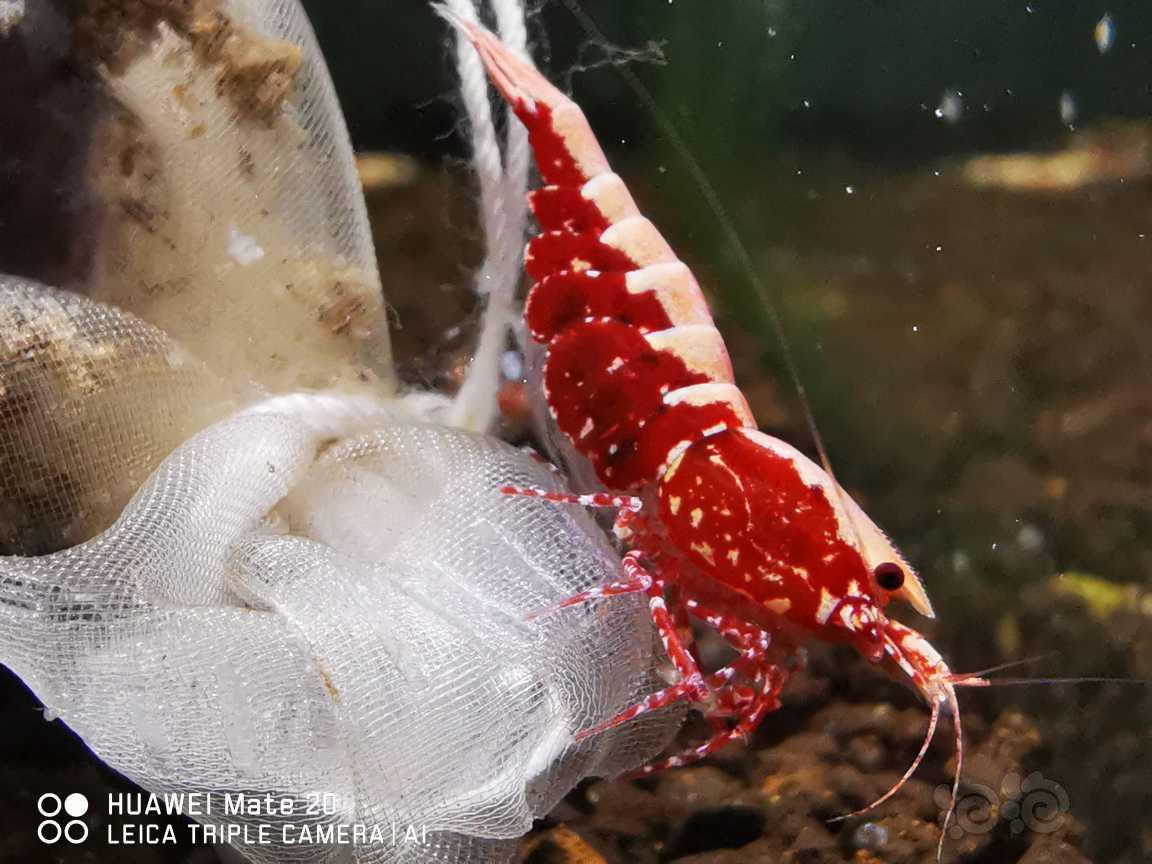 【虾】2021-12-20RMB拍卖#红银河星钻水晶虾母虾2只-图3
