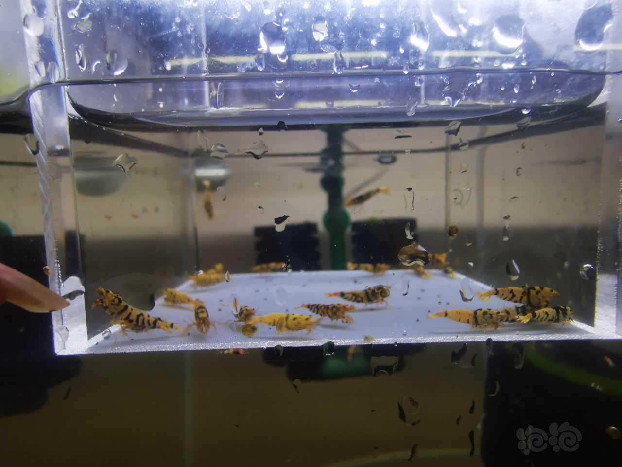 【虾】2021-12-9#RMB拍卖台系黑花虎一份20只-图1
