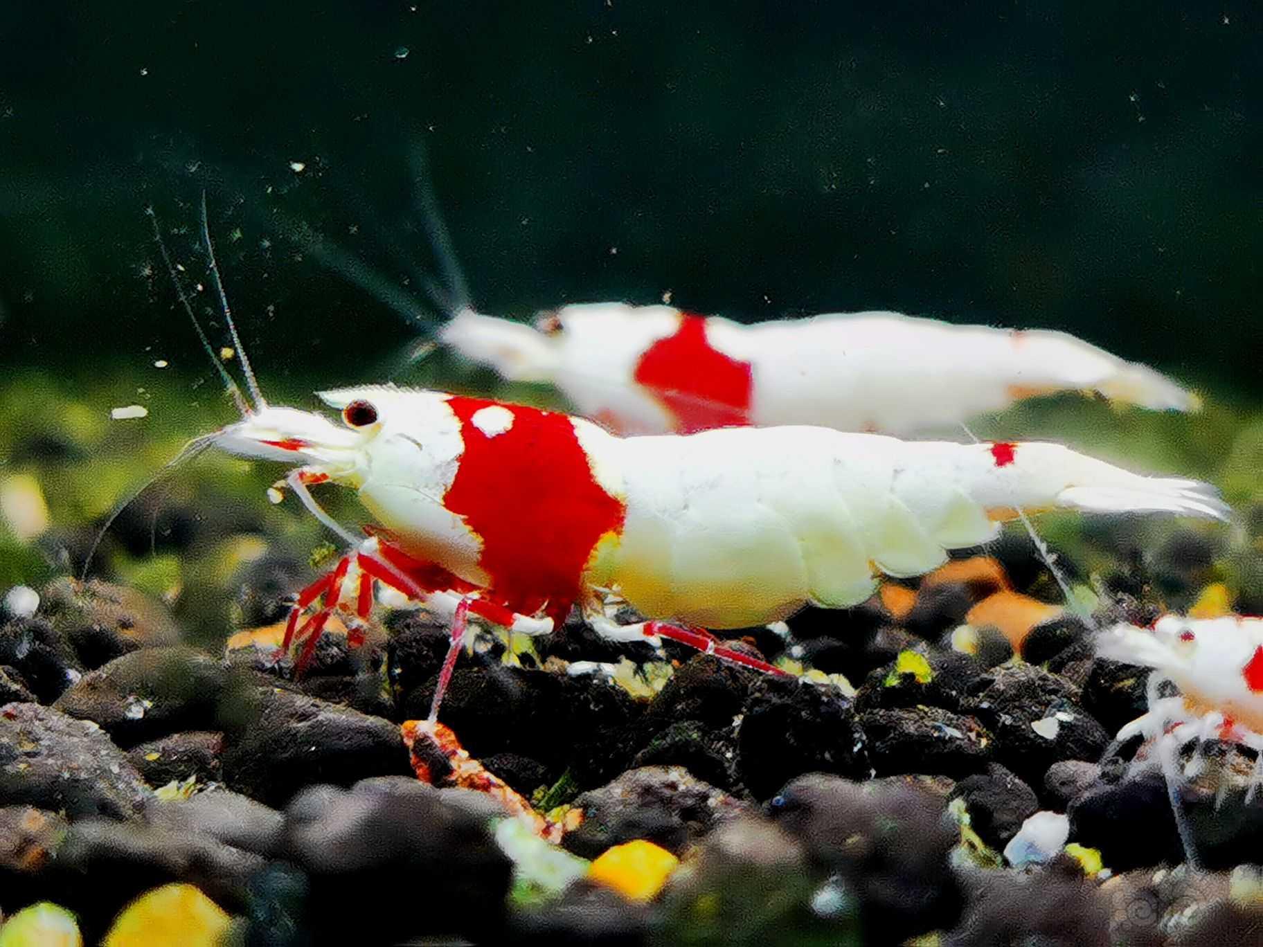 【虾】2021-12-11#RMB拍卖红白白躯辉煌繁殖组一组-图3