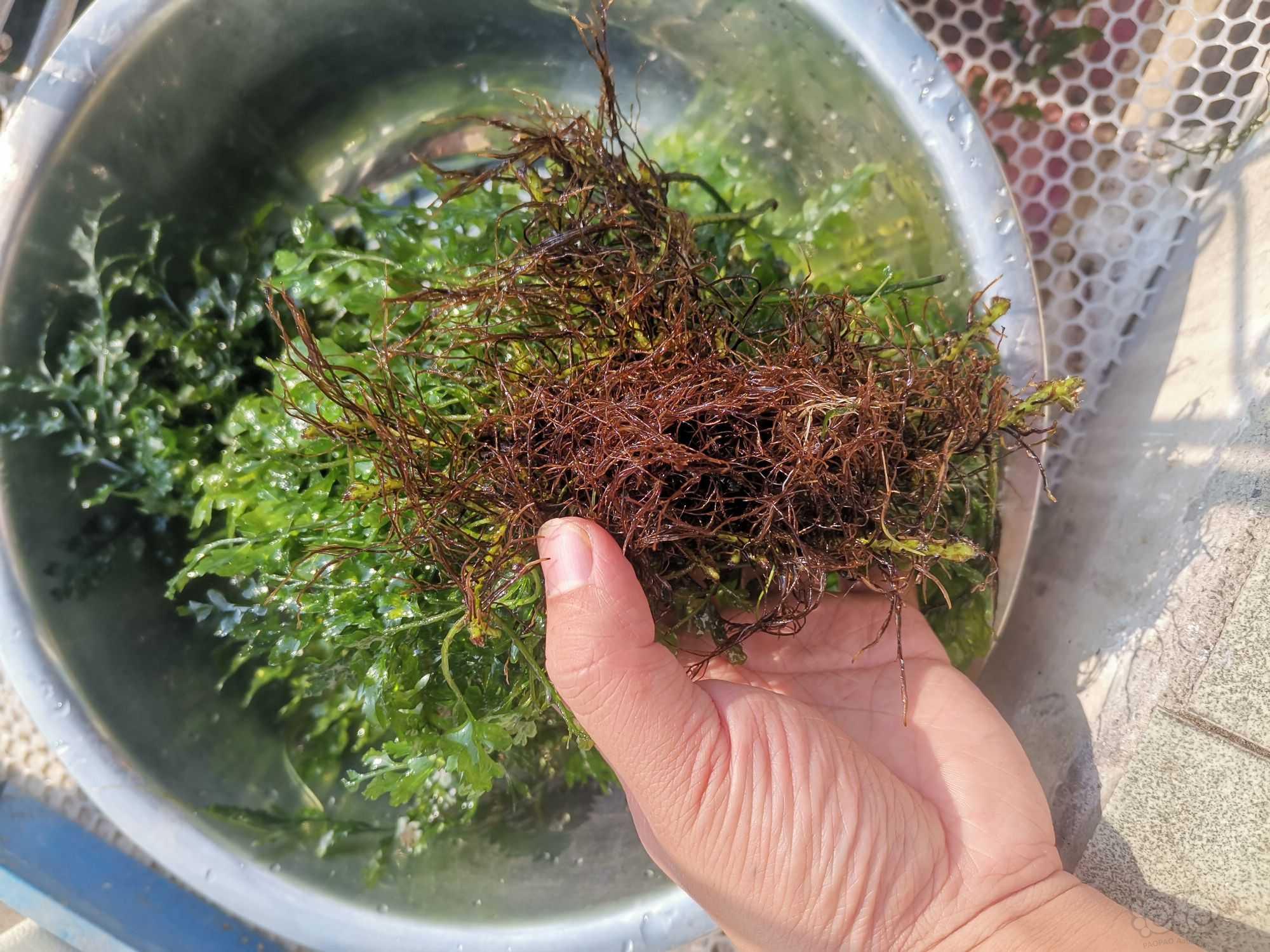 出三丛黑木蕨，有点藻，盆子就是火锅盆子那么大80包邮！成-图3