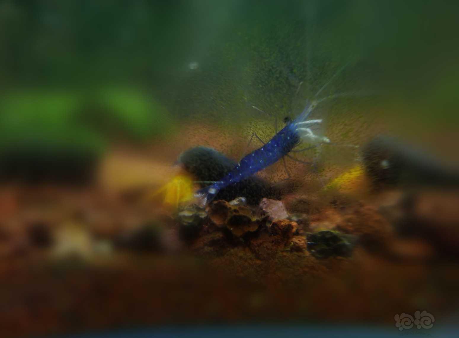 蓝色的虾米-图2