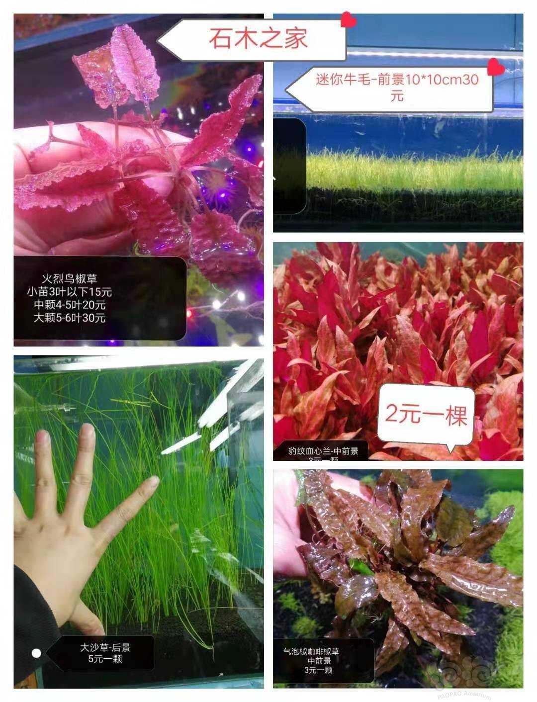 【其他】长期出售水草水下叶水草造景素材鱼缸-图7