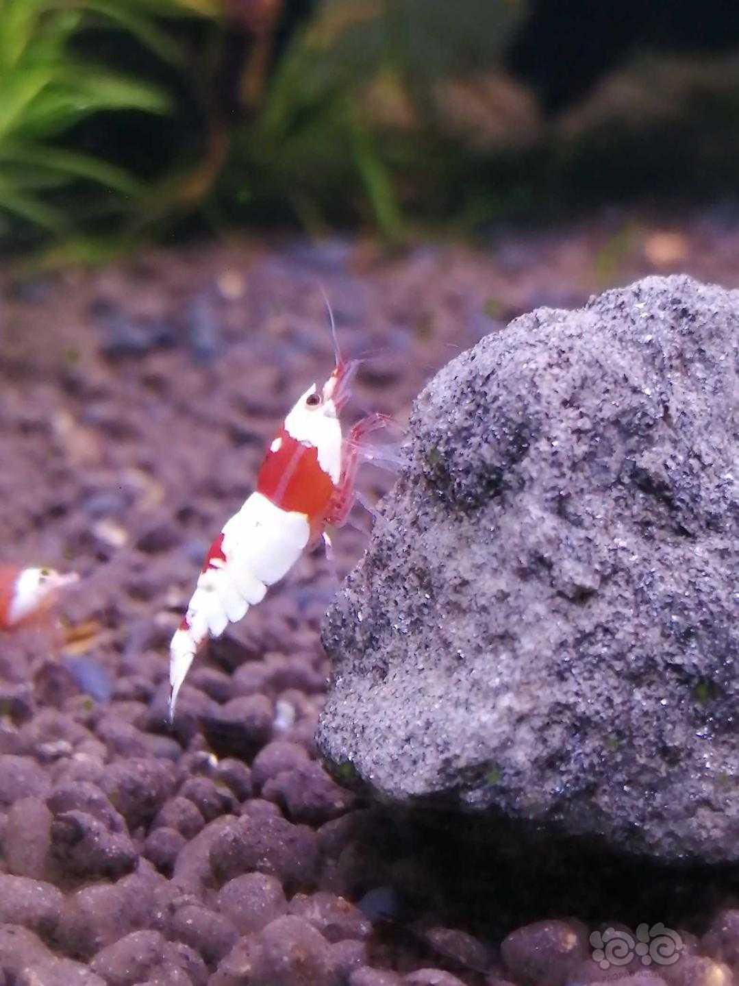 出自家养殖的红白水晶虾-图3