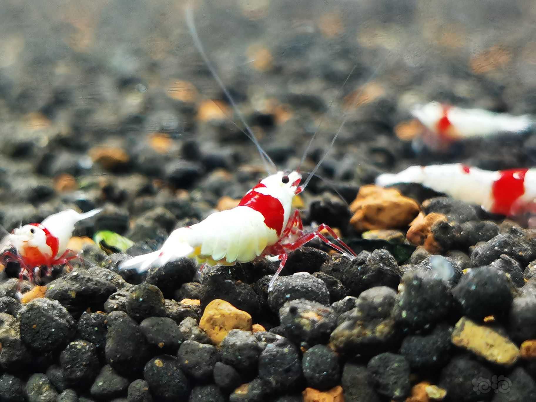 【虾】2021-12-04#RMB拍卖红白繁殖组一组-图2