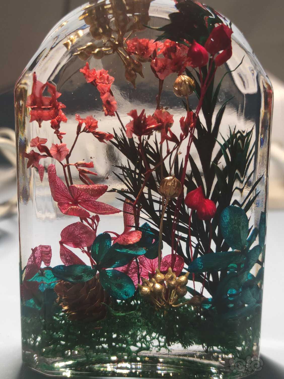 做瓶浮游花看着看着都能看成像草缸造景-图1
