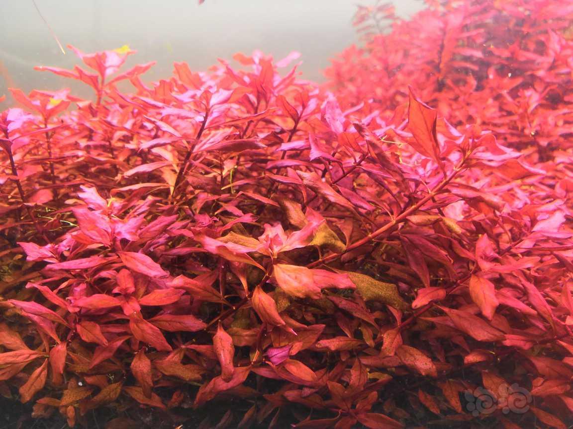 紫红丁香-图2