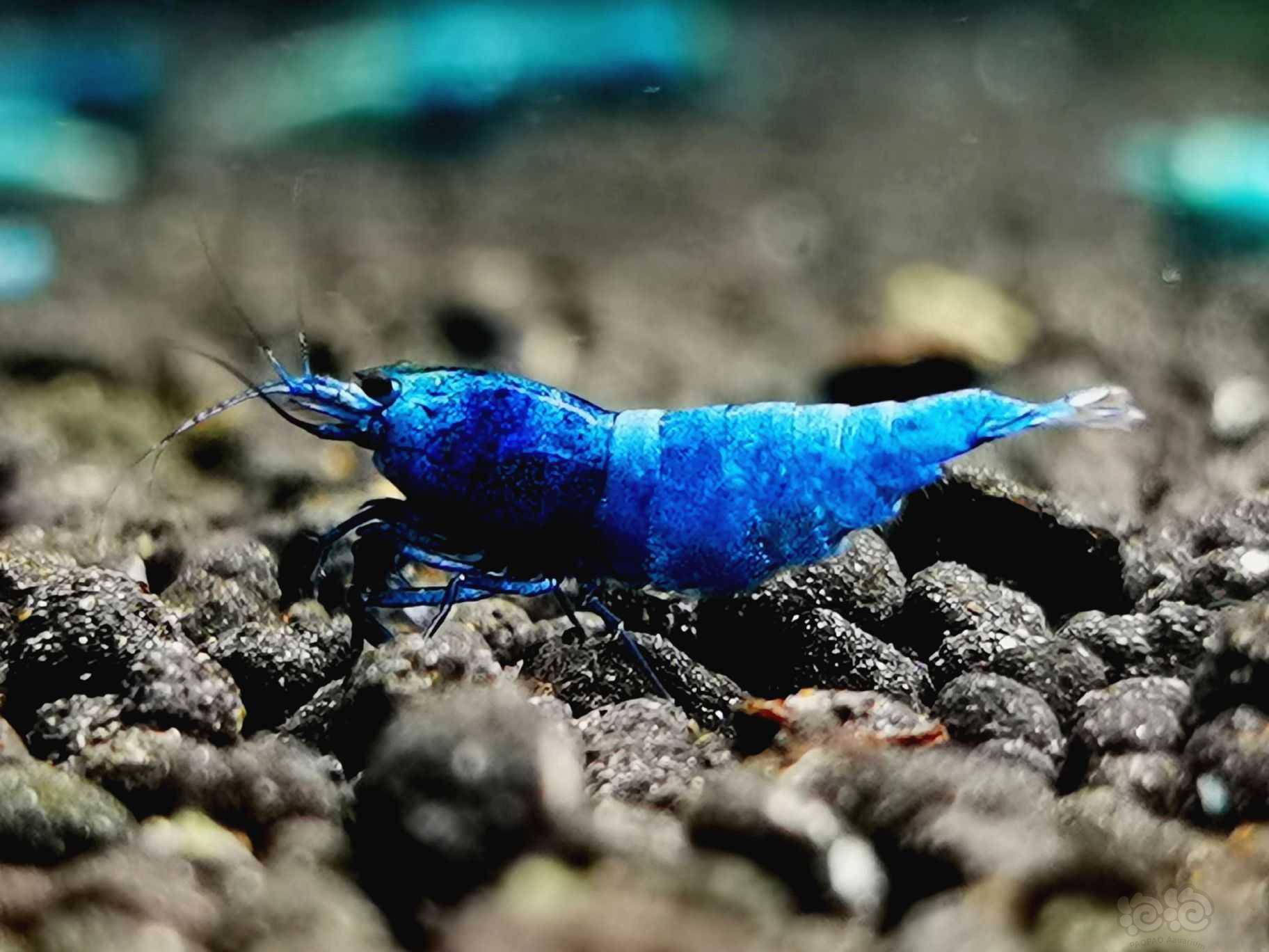 20211202rmb拍卖冠军血蓝金刚母虾3只