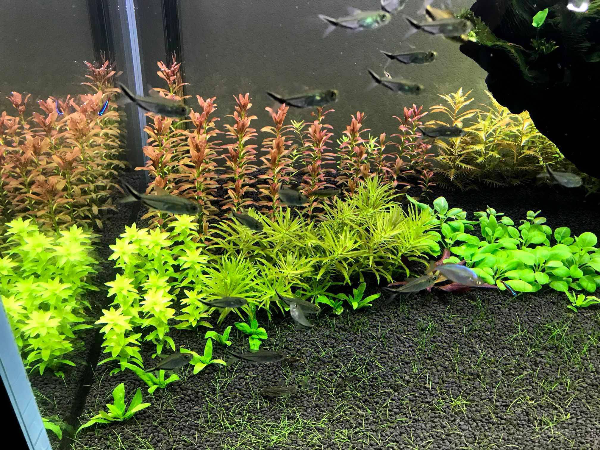 出售整套草缸/鱼缸(100-45-45)-图3