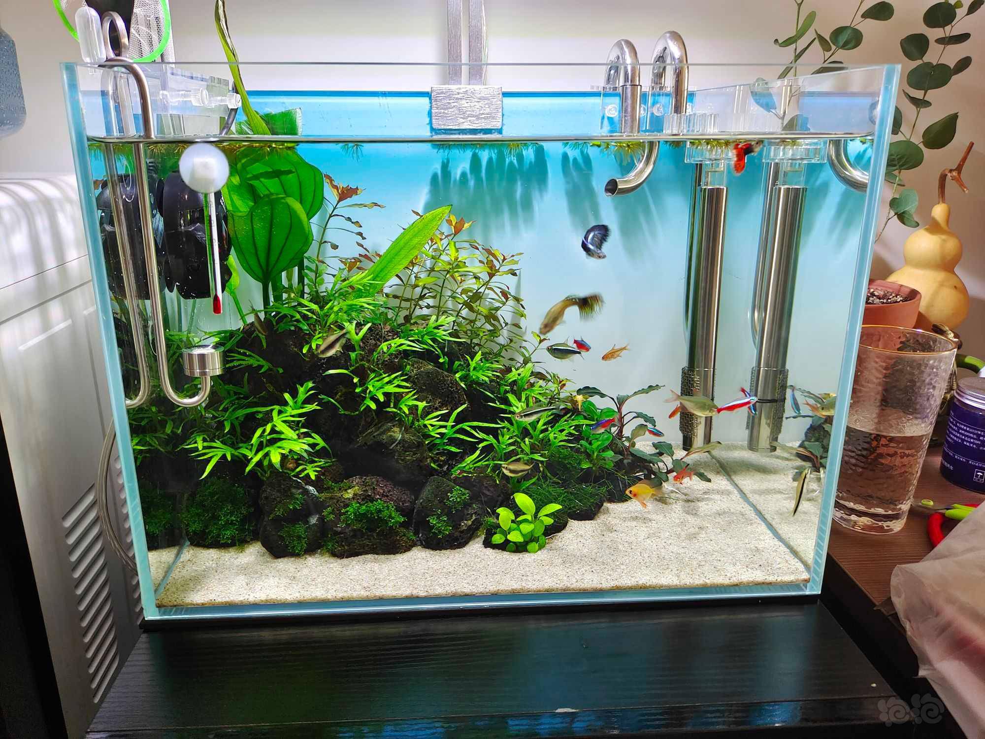 还是白色底砂好看呀 泡泡水族