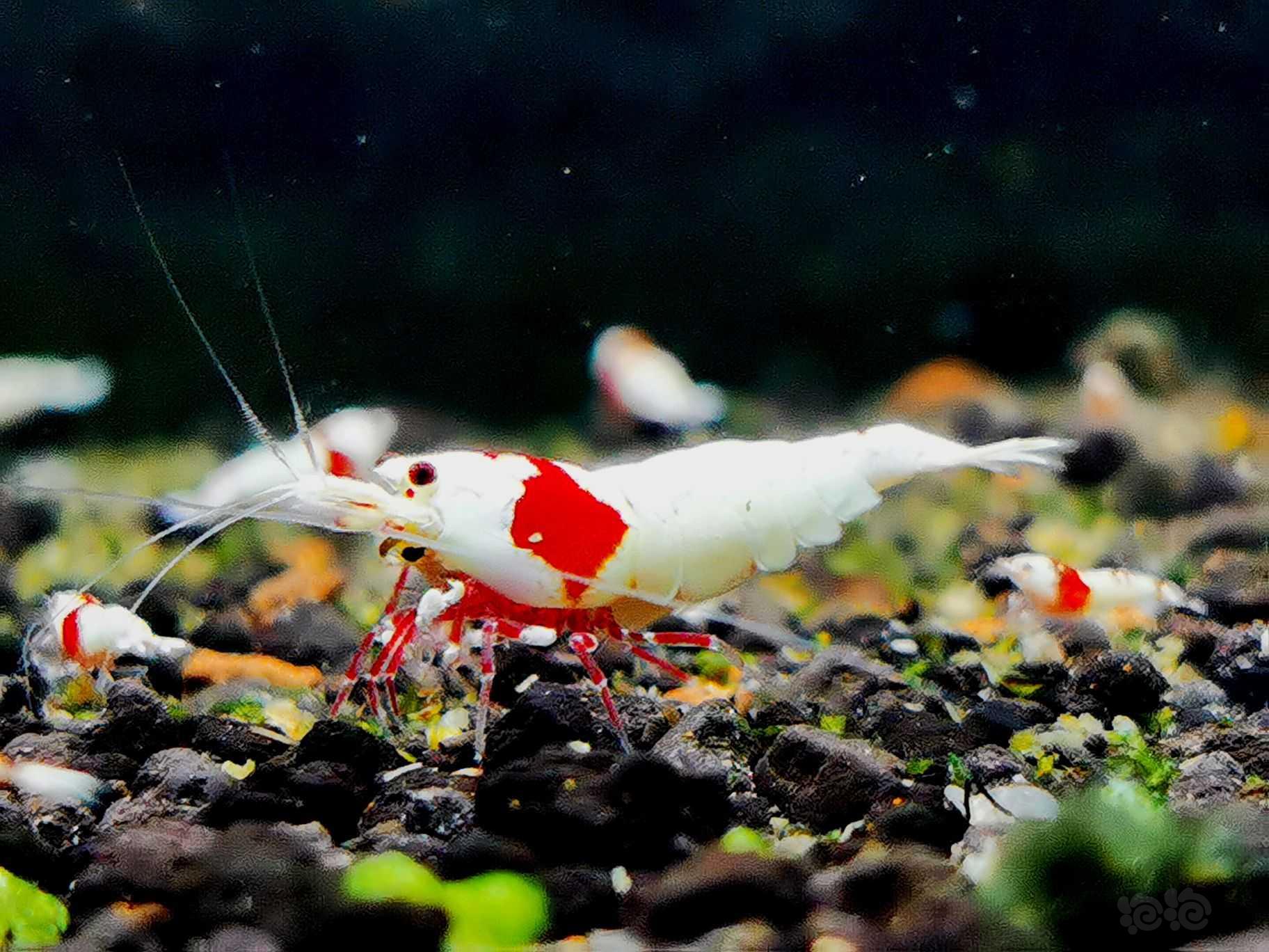 【虾】2021-12-11#RMB拍卖红白白躯辉煌繁殖组一组-图7