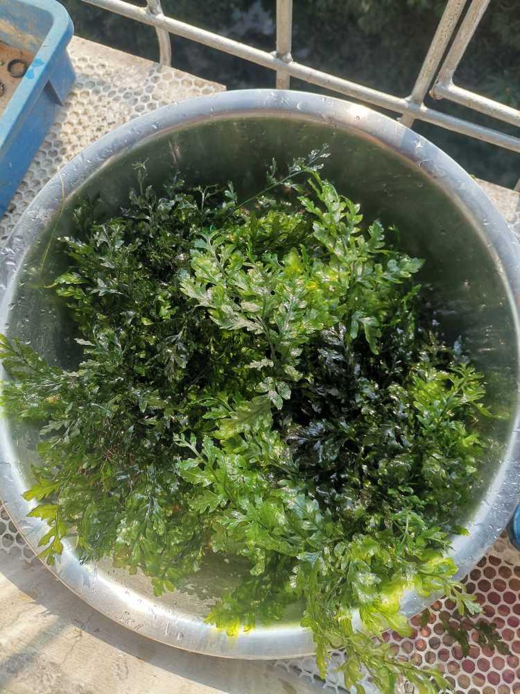 出三丛黑木蕨，有点藻，盆子就是火锅盆子那么大80包邮！成-图8