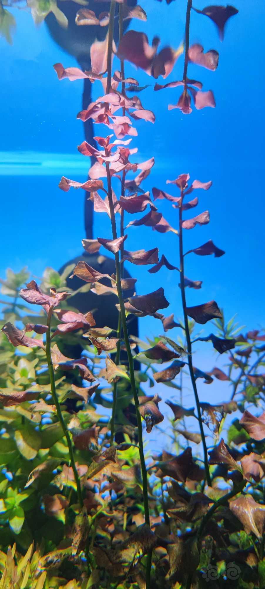 这个叫红蝴蝶吗？，水上叶是什么形态，-图1