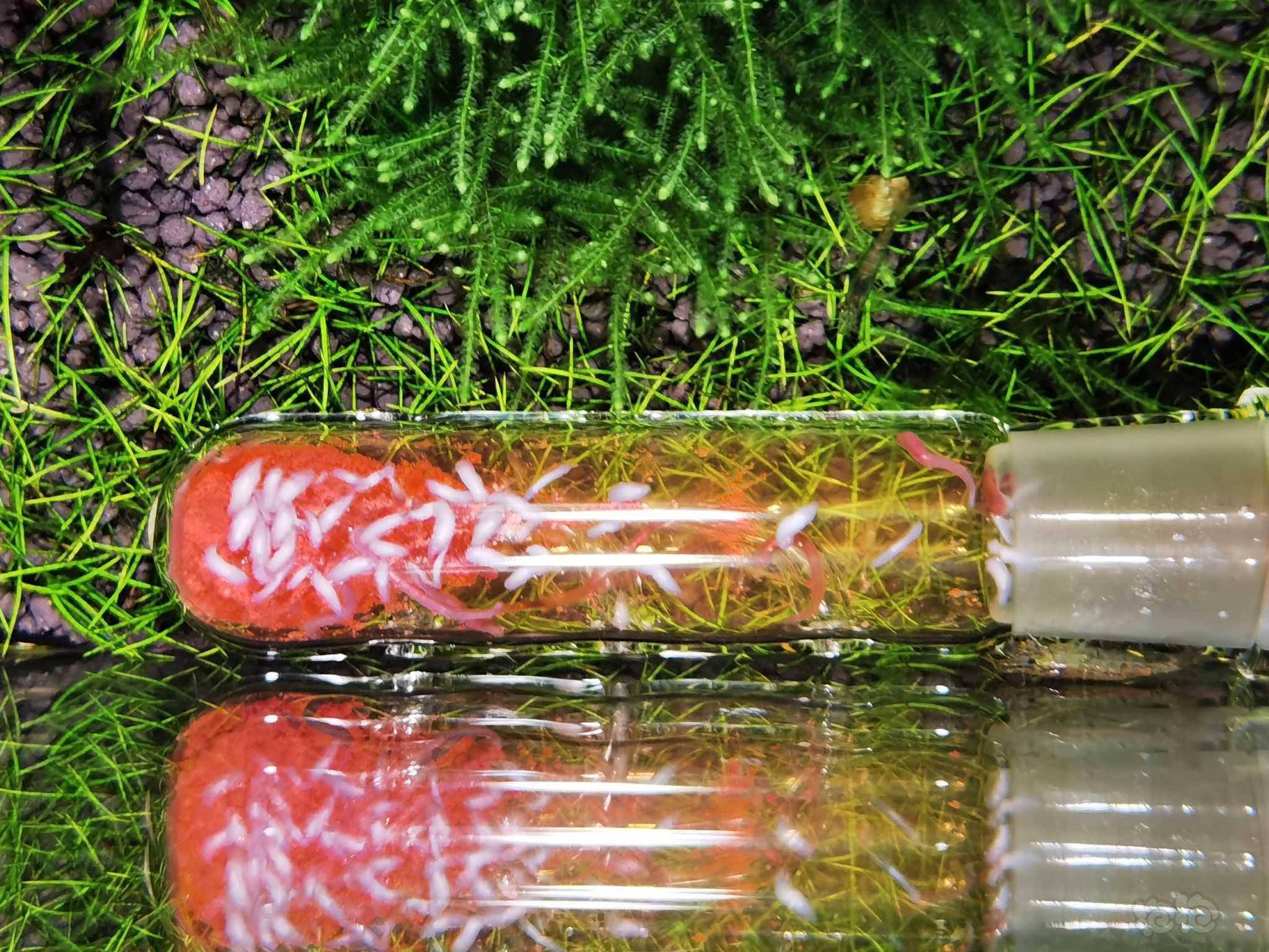 聊聊草缸的涡虫治理