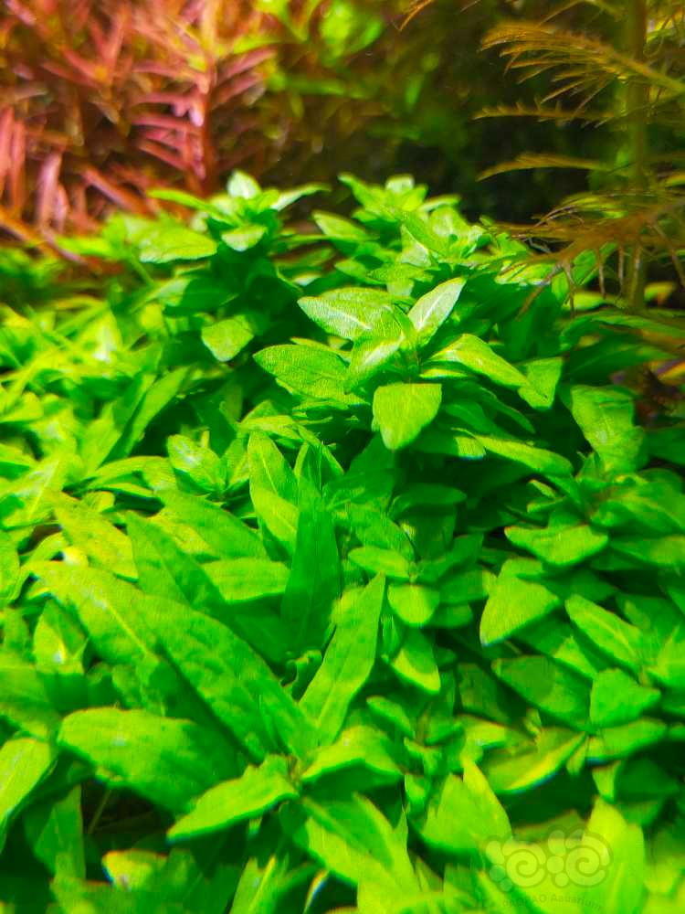 出打头叉柱花日本箦藻自己养的水下叶-图2